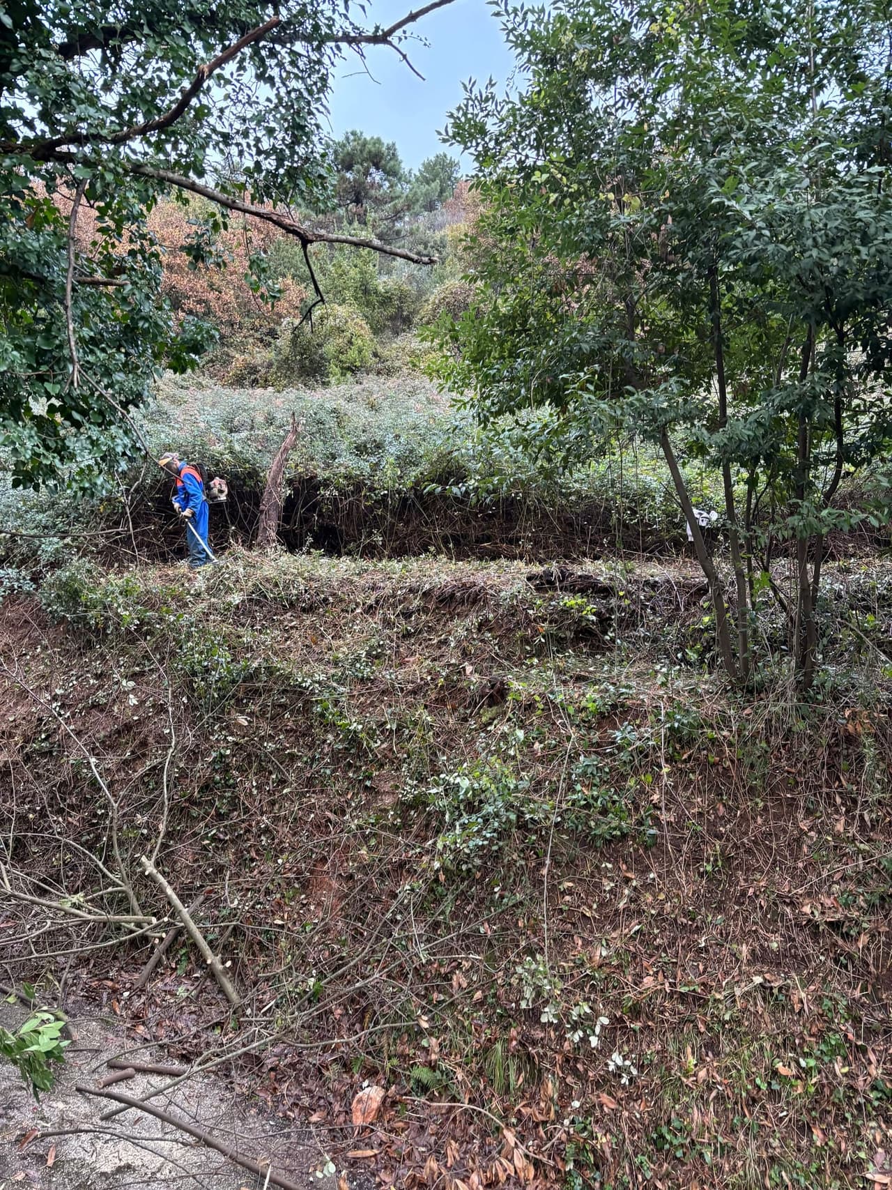 Land preparation and clearing work by Forest4Future