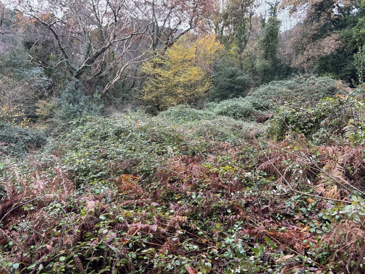 Overgrown terrain with invasive vegetation identified for reforestation