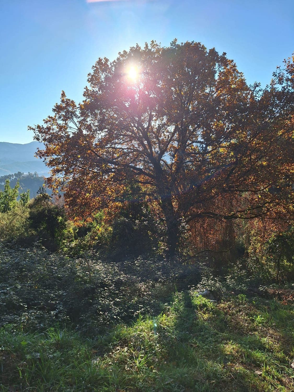 Majestic 100-year-old oak tree standing in the Tuscan landscape